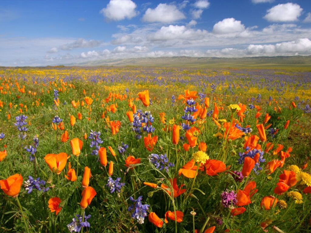 Fond Ecran Paysages - Paysage Fleuri Fond D'écran Fond ecran paysages - paysage